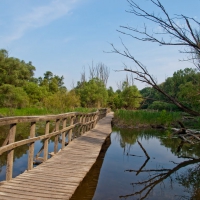 Ártéri tanösvény