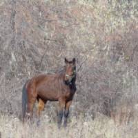 Lóháton Budakeszin Lovas Tanya