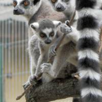 Kecskeméti Vadaskert 