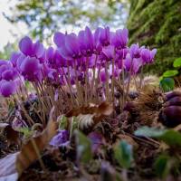 Ciklámen Tanösvény