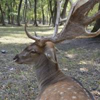 Pákozd-Sukorói Arborétum és Vadaspark