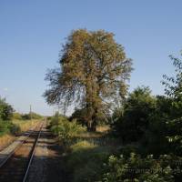 Mezőfalvi Ménesmajor