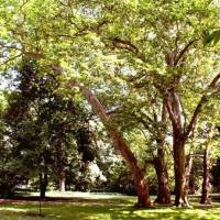 Batthyány-Montenuovo kastély park