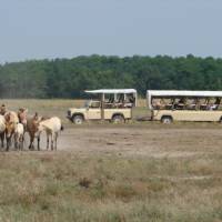 Hortobágyi Vadaspark