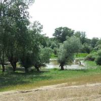 Csongrád Nagyréti Természetvédelmi Terület