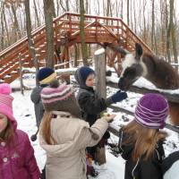 Bagolyvár Vadaspark