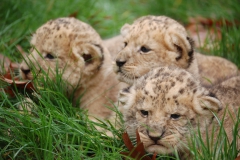 Nyíregyházi Állatpark