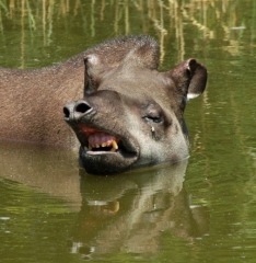 Szegedi Vadaspark