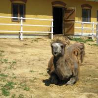 Afrika Kiállítás, Balatonlelle