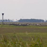 Felső-Kiskunsági Szikes Puszta - Réce Tanösvény