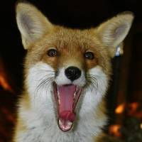 Körös-Maros Nemzeti Park, Körösvölgyi Állatpark