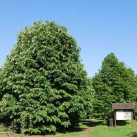 Kecskeméti Arborétum