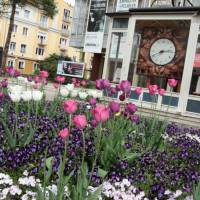 Földönjáró toronyóra