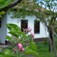 Sárarany Szalmaporta