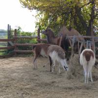 Gyöngyösi állatkert