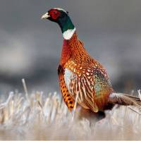 Kittenberger Vadásztársaság