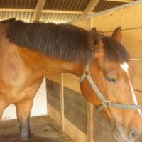 Bíbor Horse Lovasklub