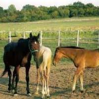 Puszta Csárda és Lovasudvar