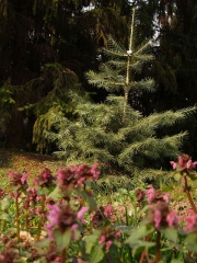 Baracsi úti Arborétum