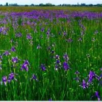 Hajta-mocsár Természetvédelmi Terület