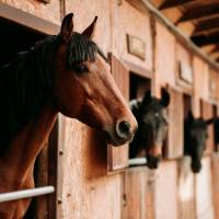 Milléri Lovastanya Sportegyesület