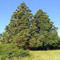 Barátunk a természet - Parkerdő