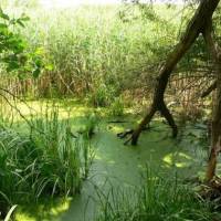 Ipolyszögi égerláp