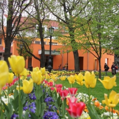 Szent László park