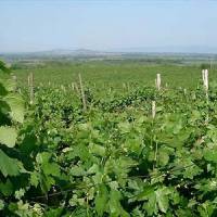 Balatonboglári Borvidék