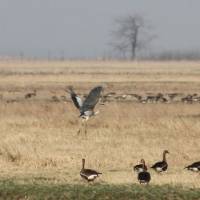 Kardoskúti Fehértó