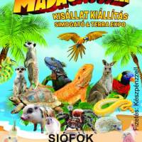 MADAGASCAR KISÁLLAT KIÁLLÍTÁS