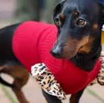 Tacskótalálkozó 2026