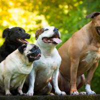 DogBusiness kutya gyerektábor