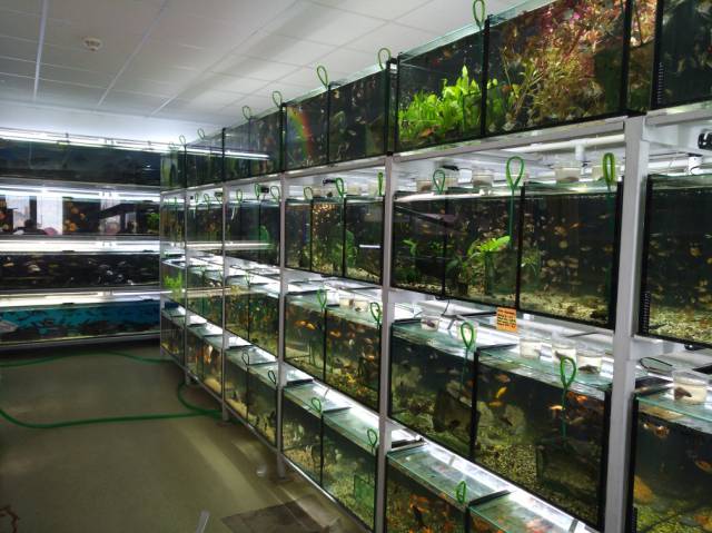 Zoomix Akvaristika szaküzlet -SERA