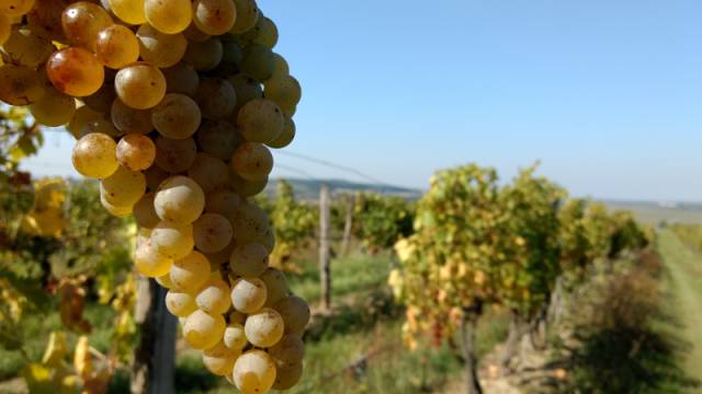 HR WINERY pincészet