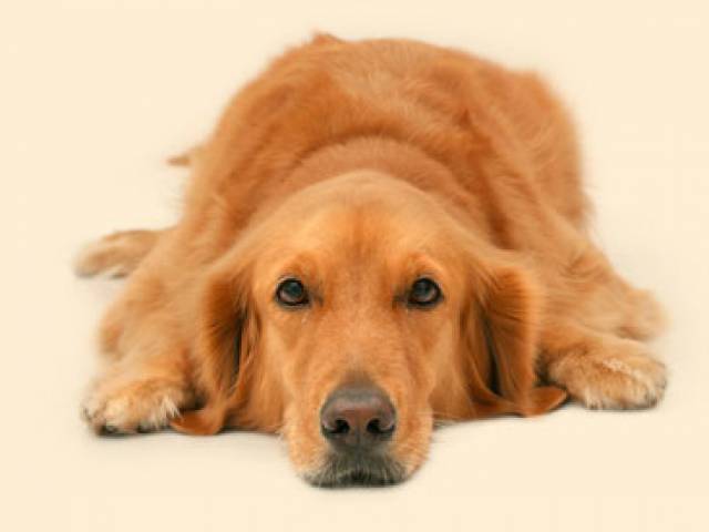 Széktói Kutyaszalon