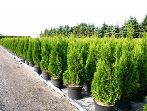 Vecsei Roland dísznövényáruda