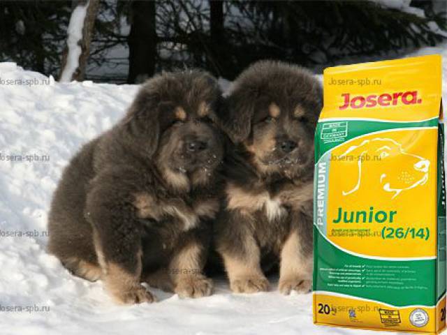 Széktói Kutyaszalon