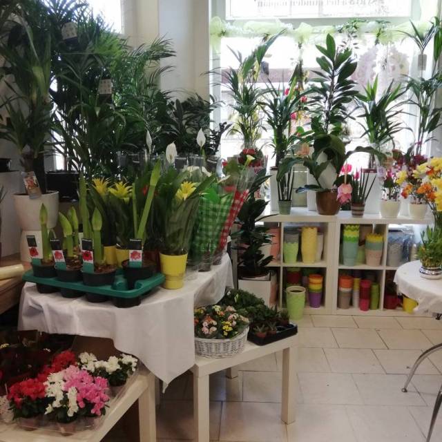 NÁRCISZ Virágüzlet
