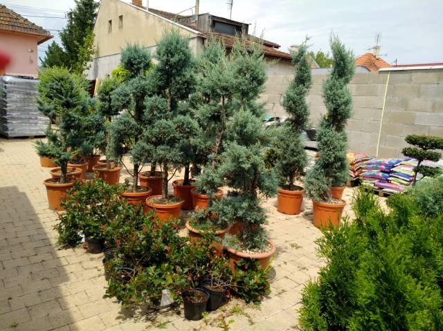 Napraforgó Garden- kertészeti központ