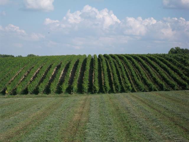 Németh Borház Pannonhalma