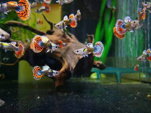 Zoo Centrum