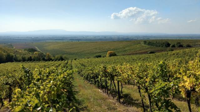 HR WINERY pincészet