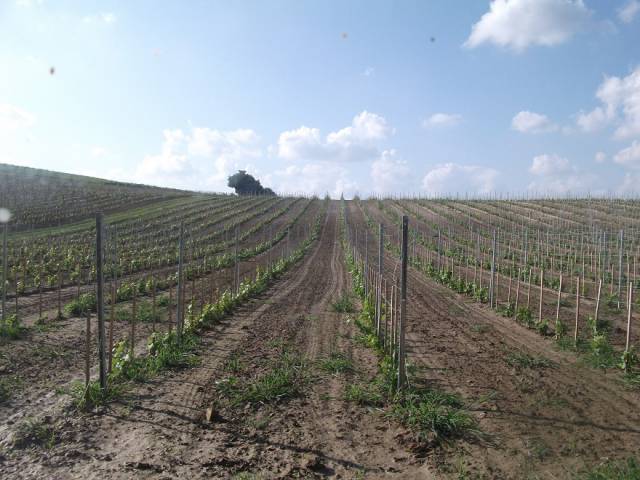 Németh Borház Pannonhalma