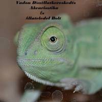 Vadon Díszállat Kereskedés Akvarisztika és Állateledel Bolt 