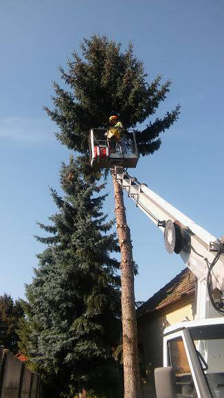 VESZÉLYES FAVÁGÁS EMELŐKOSARAS KOCSIVAL - BÉRLÉS