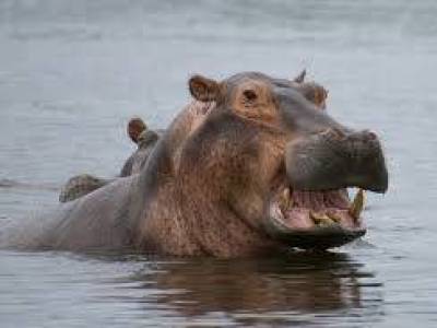 Négy embert öltek meg vízilovak Kenyában