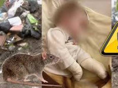 Falból bújt elő és széttépte – patkány támadt egy kisbabára